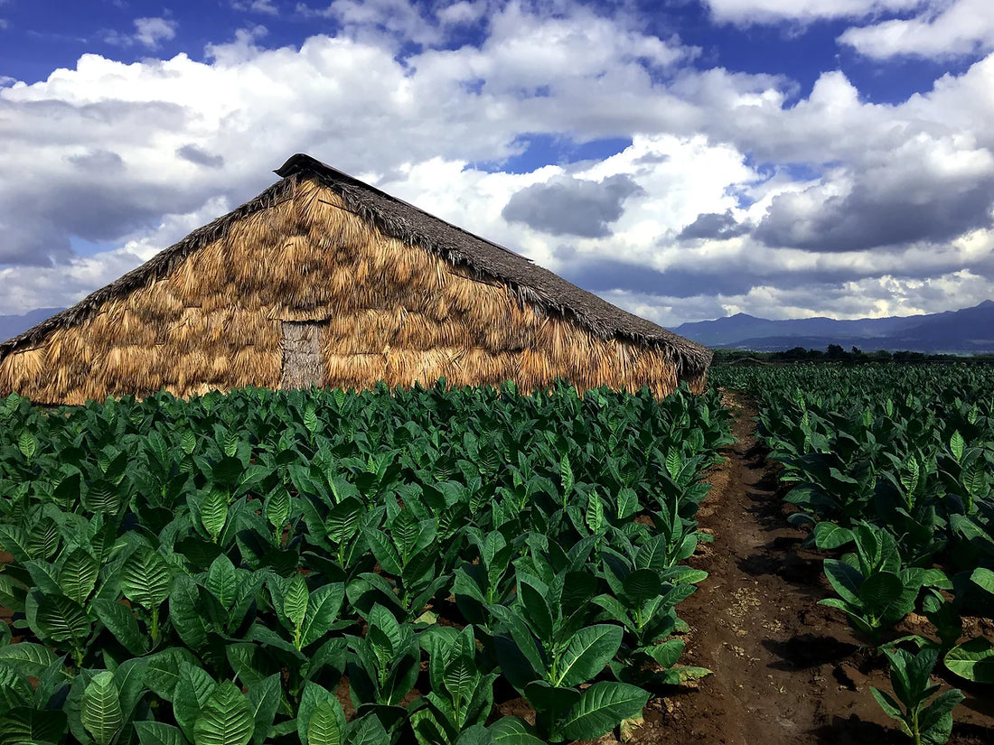 The Legacy of Dominican Cigars: A Journey with Casa-DR